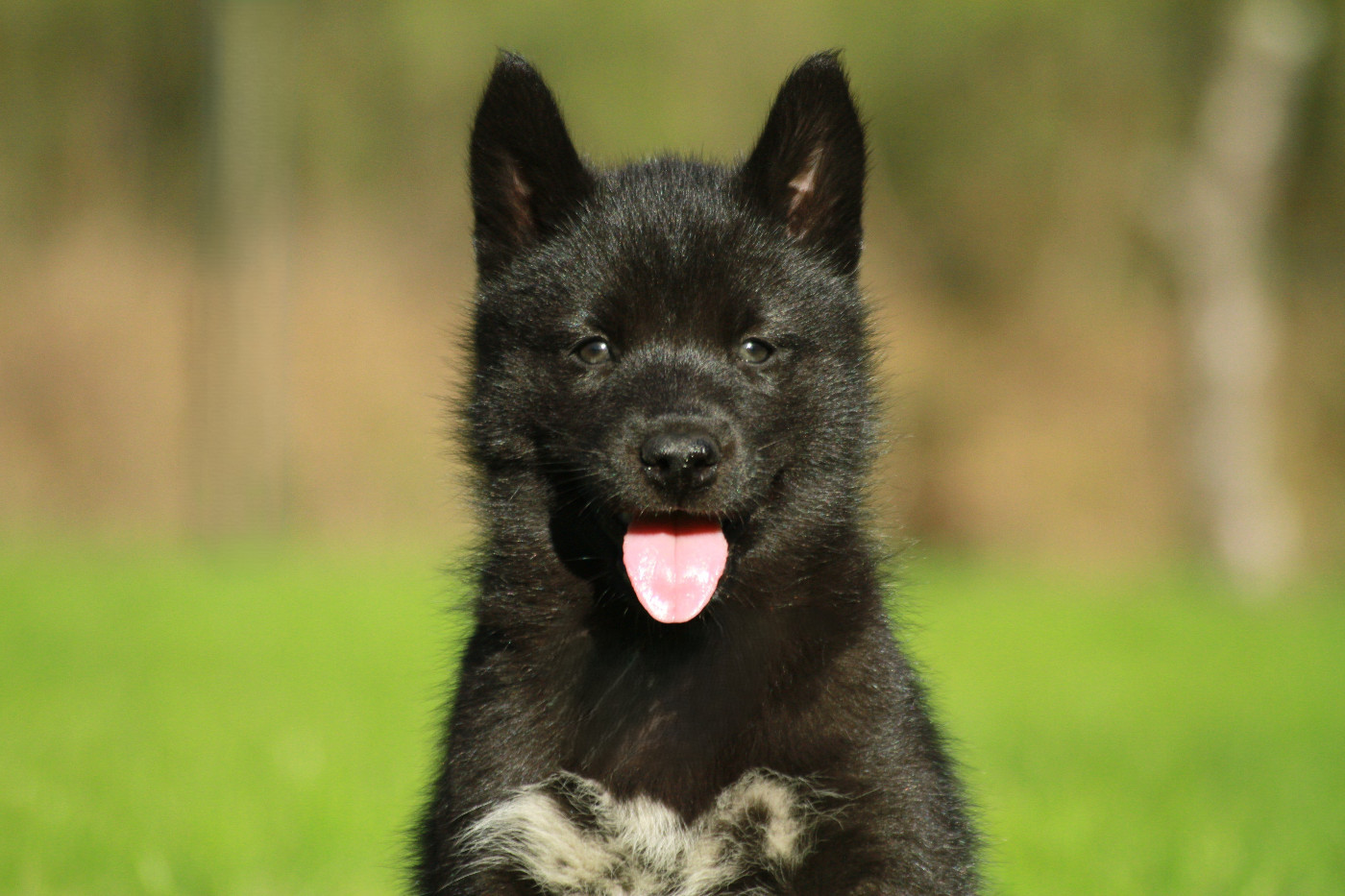 Alcateia Das Neves Amnesia