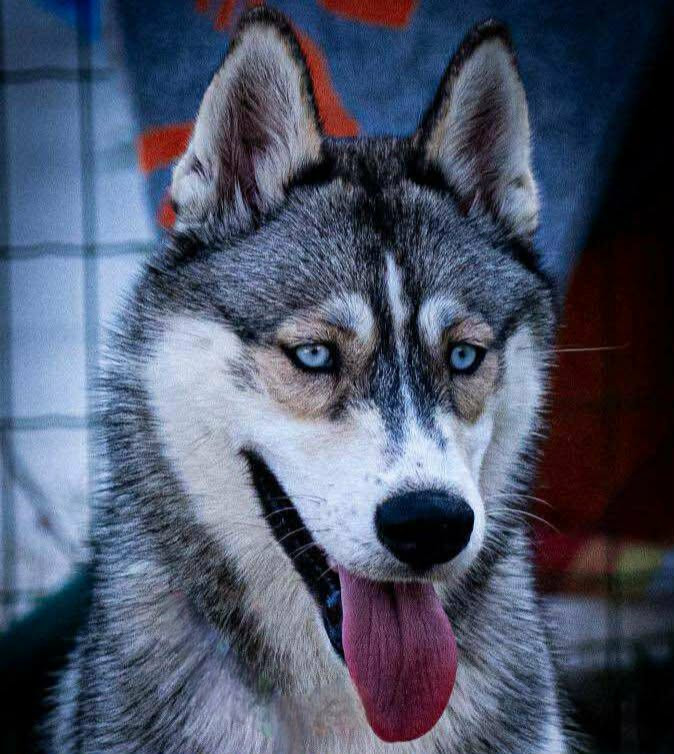 Alcateia Das Neves Ahri