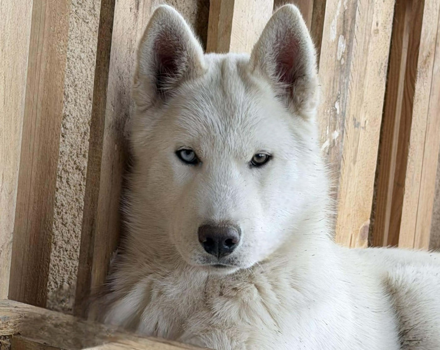 Alcateia Das Neves Aiko