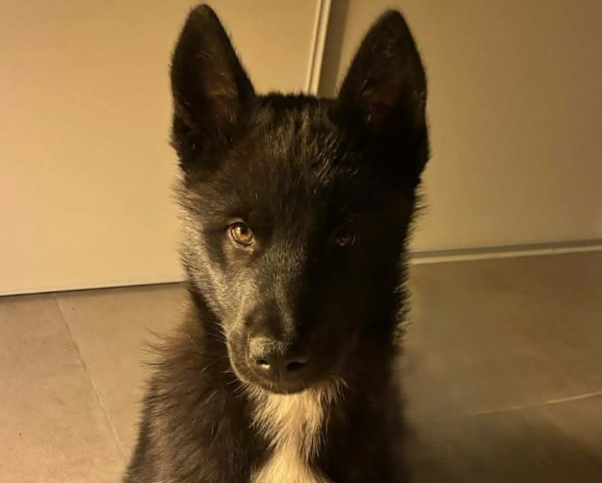 Alcateia Das Neves Alain