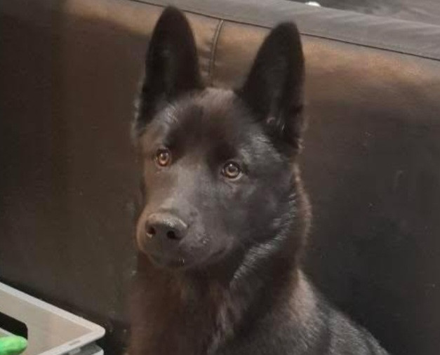 Alcateia Das Neves Amnesia