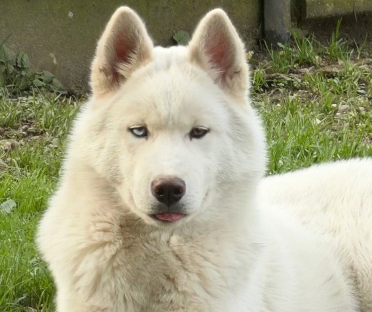 Alcateia Das Neves Aiko