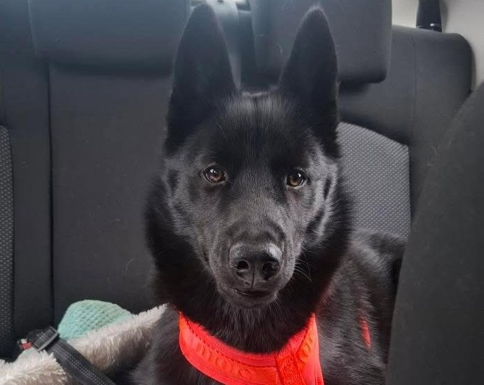 Alcateia Das Neves Amnesia