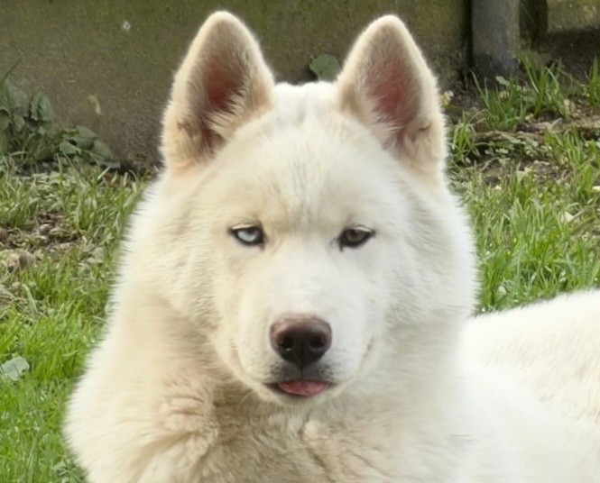 Alcateia Das Neves Aiko