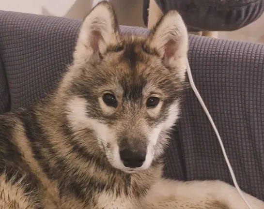 Alcateia Das Neves Asta