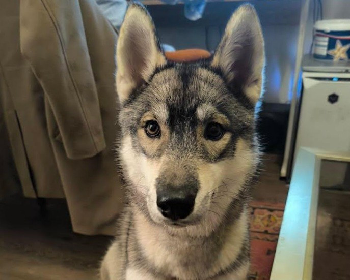 Alcateia Das Neves Alcateia