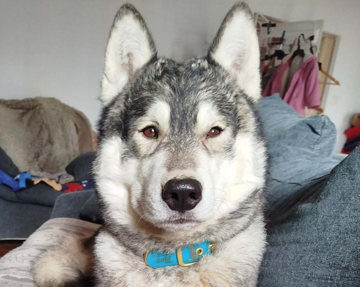 Alcateia Das Neves Thor