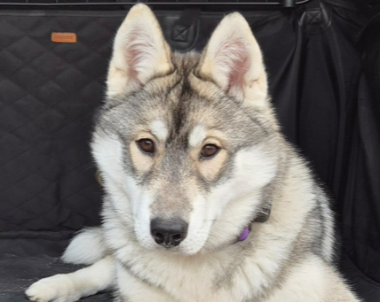 Alcateia Das Neves Atika