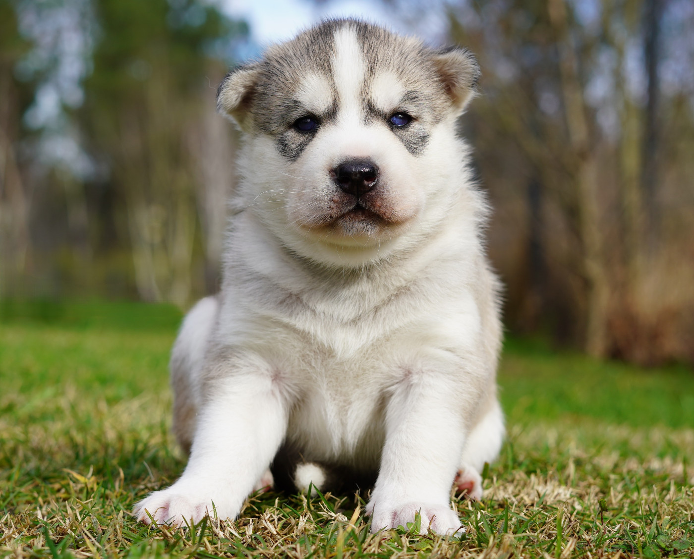 Alcateia Das Neves Bjorn