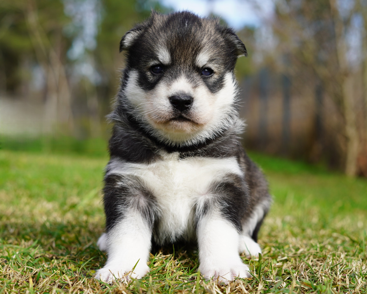 Alcateia Das Neves Balto