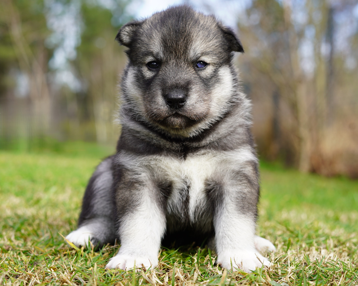 Alcateia Das Neves Bishop