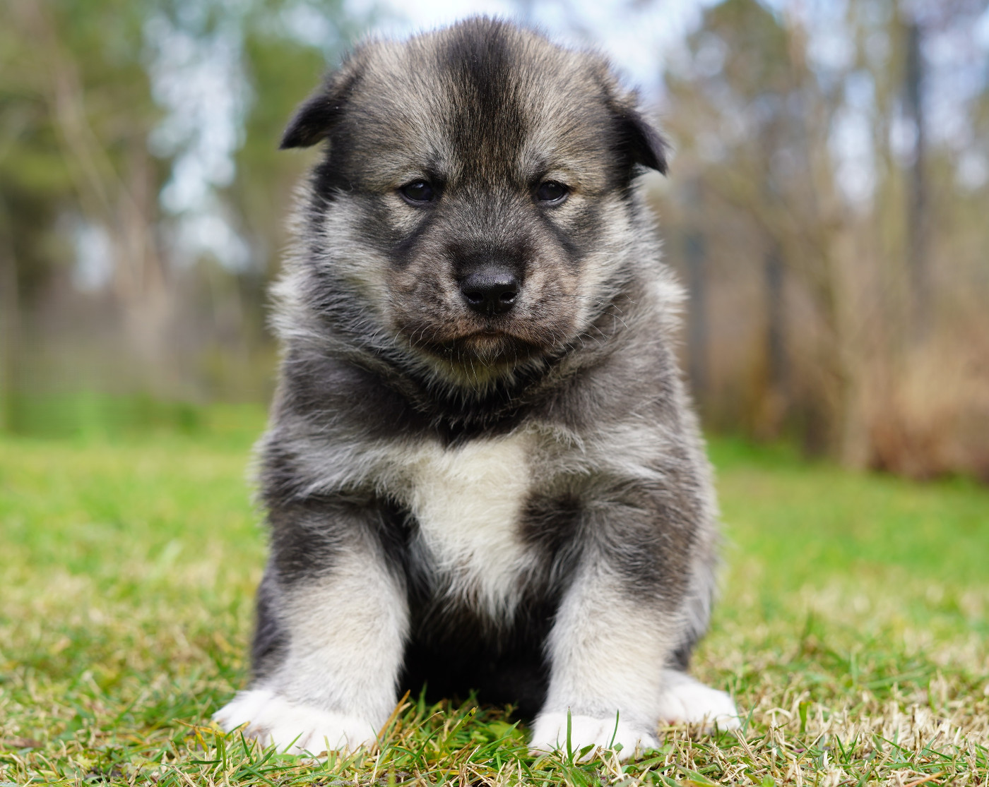 Alcateia Das Neves B'Ragnar