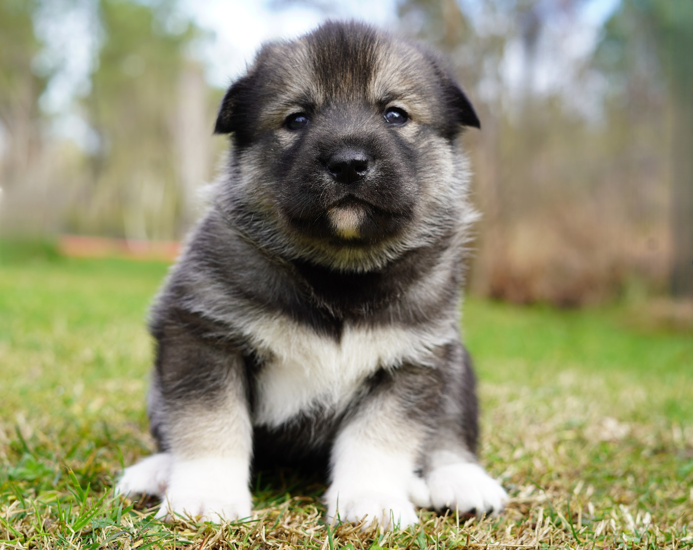 Alcateia Das Neves Bryska