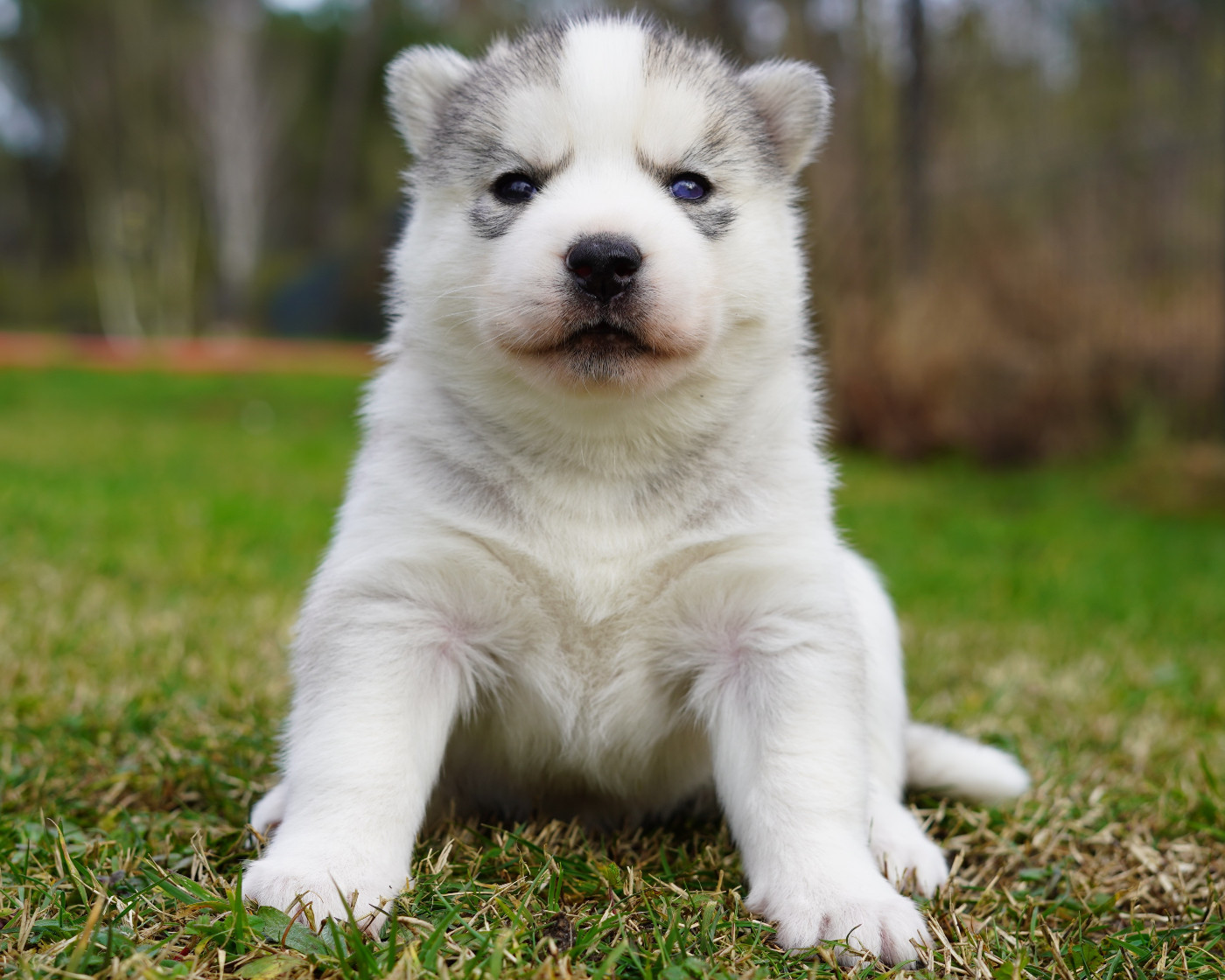 Alcateia Das Neves Baika