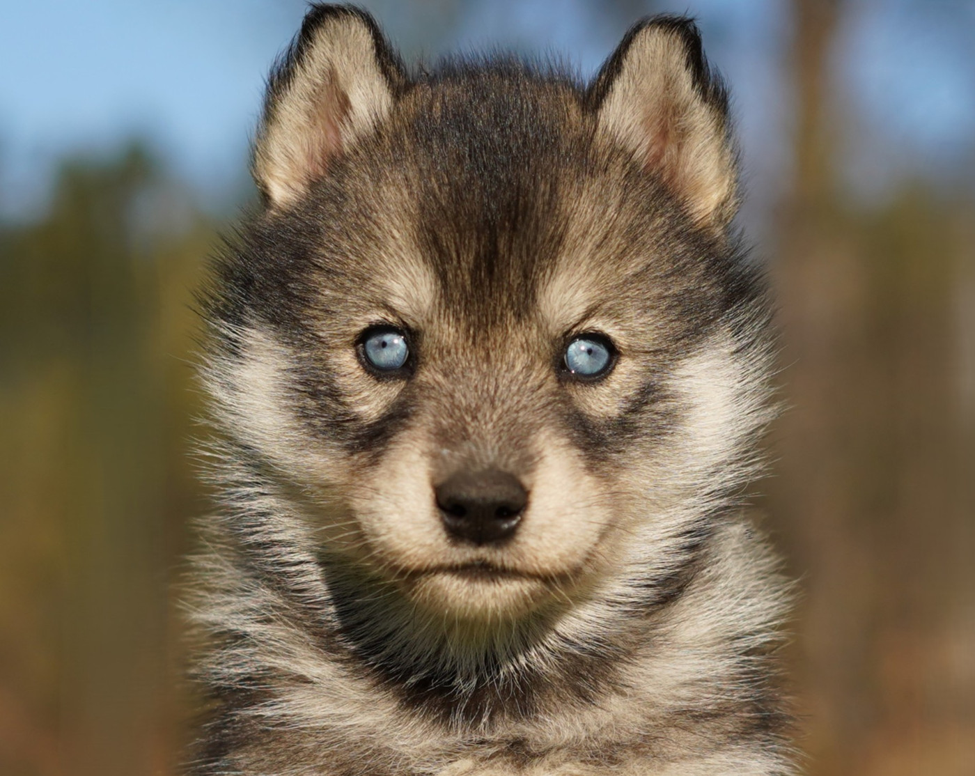 Alcateia Das Neves Borea