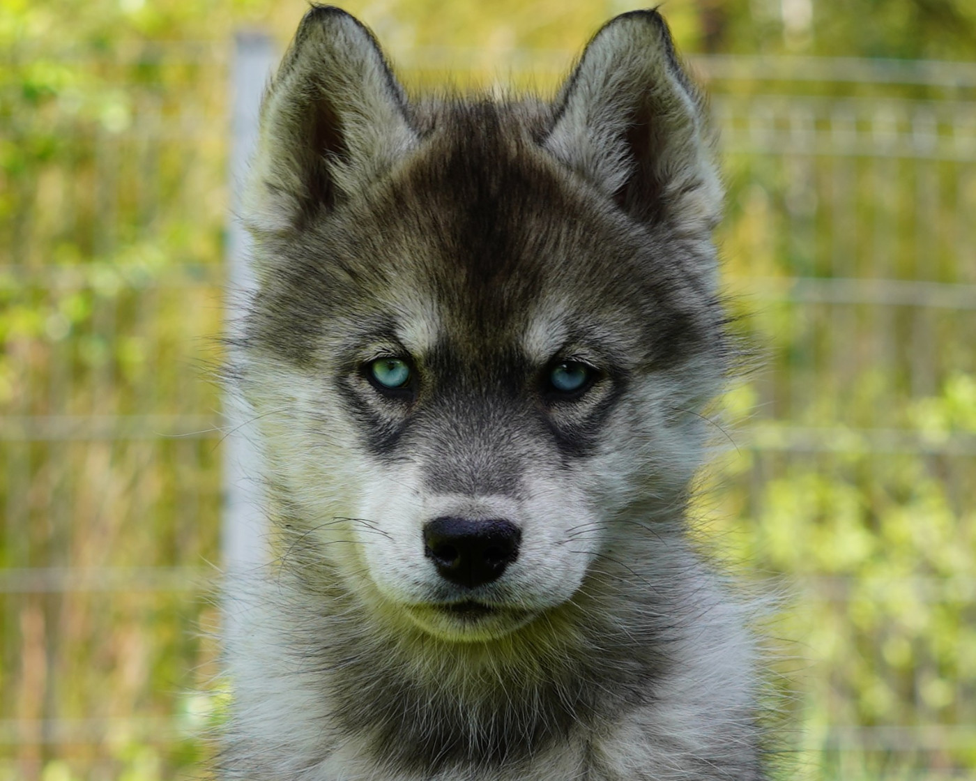 Alcateia Das Neves Borea