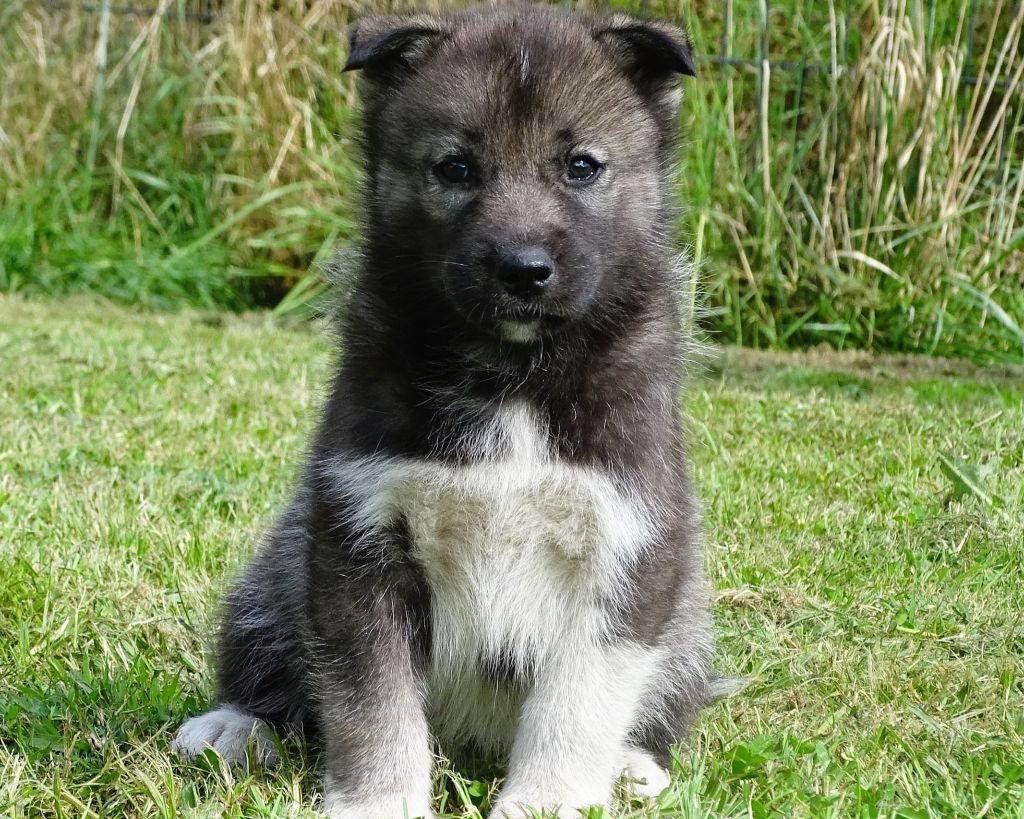 Alcateia Das Neves - Chiots disponibles - Siberian Husky