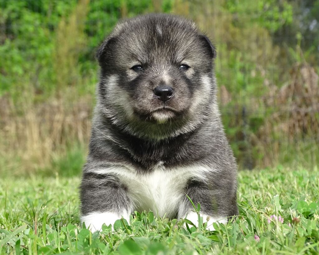 Alcateia Das Neves - Chiots disponibles - Siberian Husky