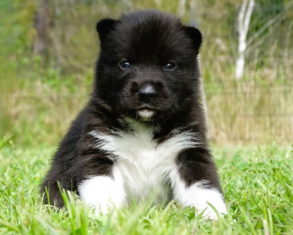 Alcateia Das Neves - Chiots disponibles - Siberian Husky