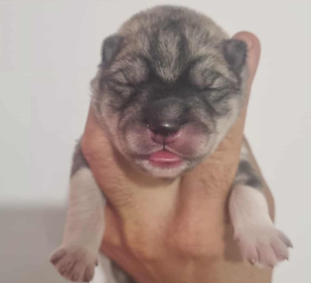 Alcateia Das Neves - Chiots disponibles - Siberian Husky