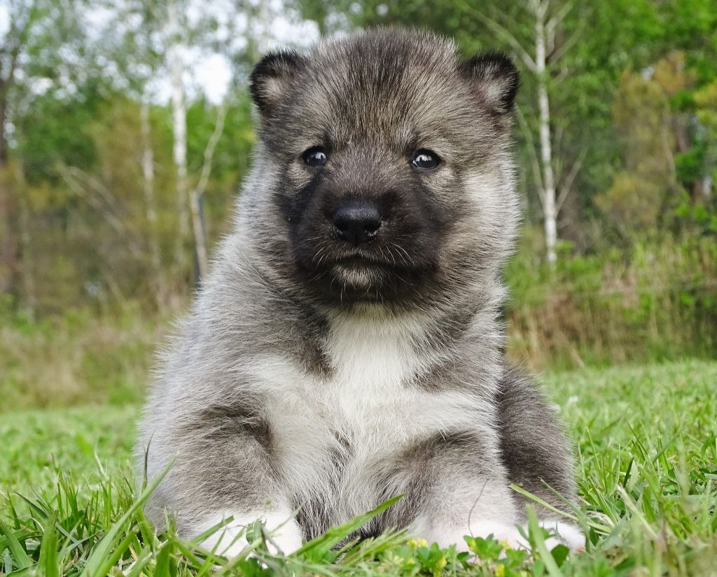Alcateia Das Neves - Chiots disponibles - Siberian Husky