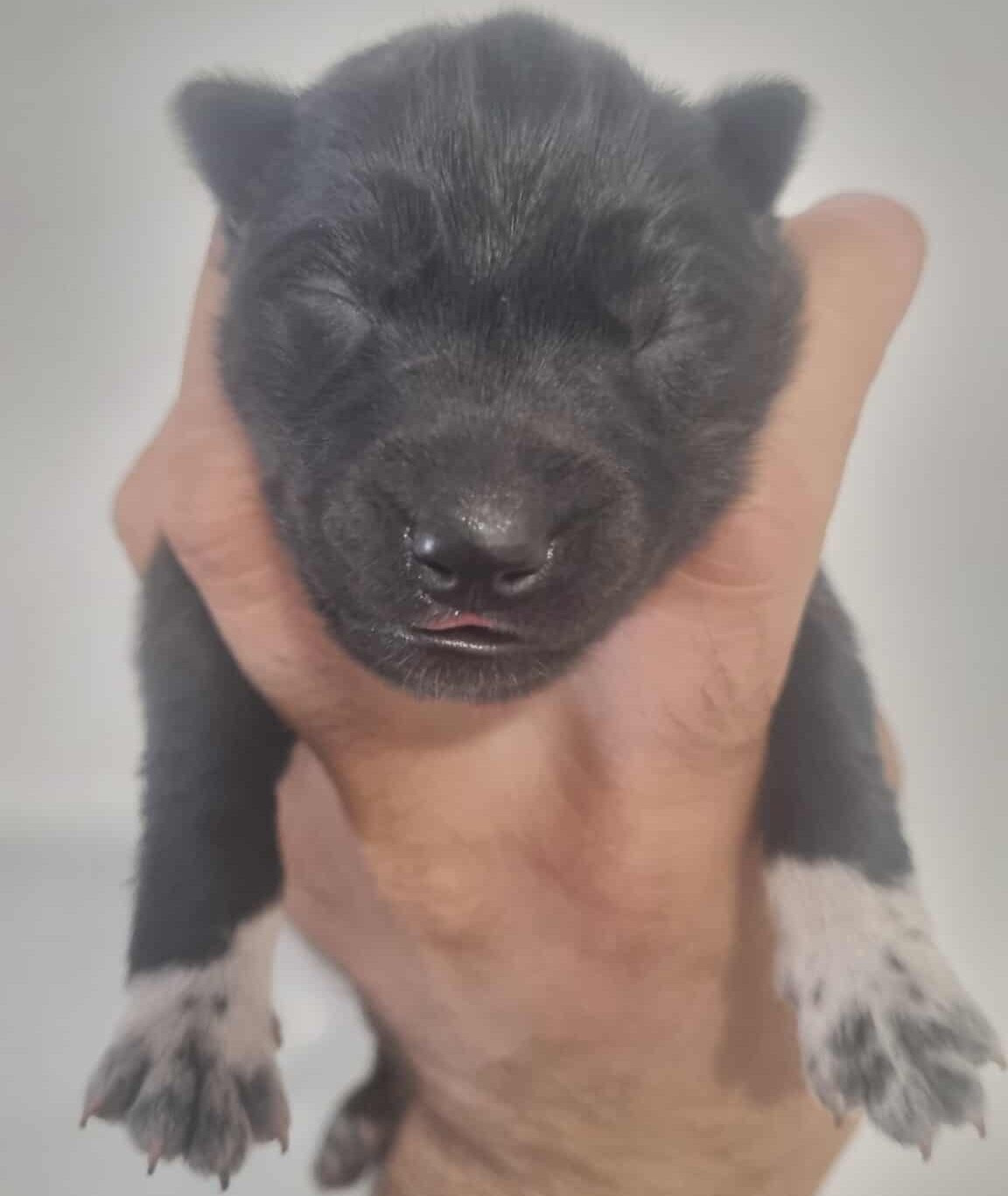 Alcateia Das Neves - Chiots disponibles - Siberian Husky