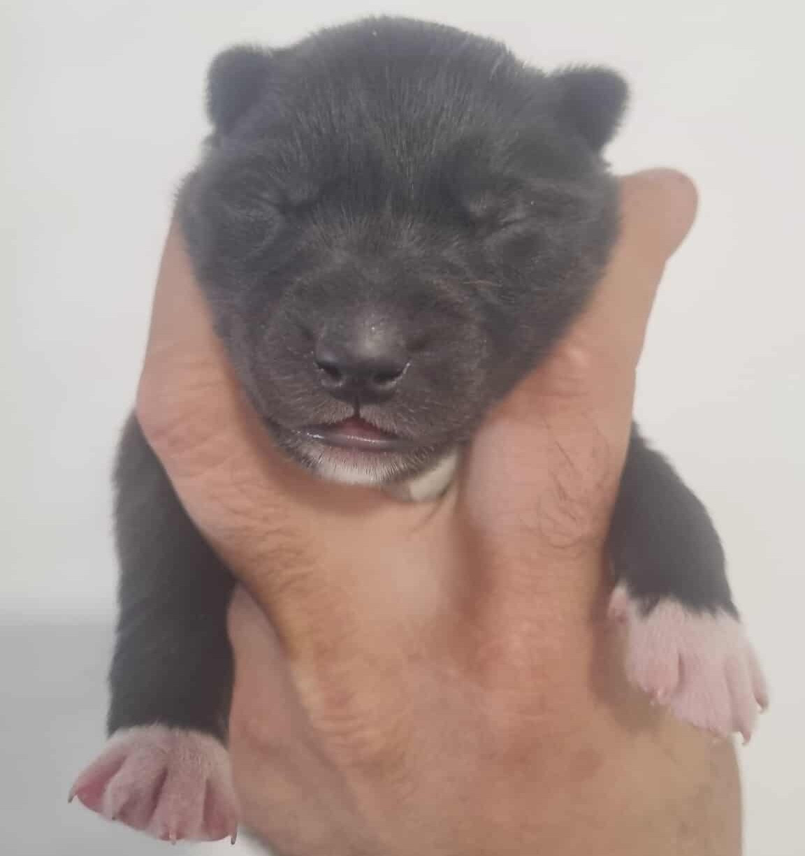 Alcateia Das Neves - Chiots disponibles - Siberian Husky