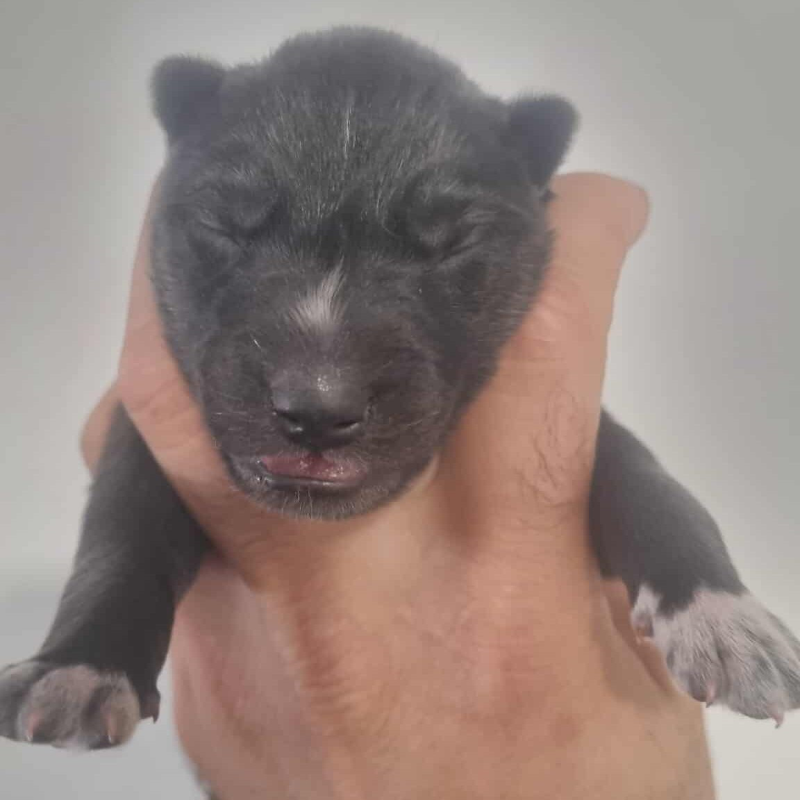 Alcateia Das Neves - Chiots disponibles - Siberian Husky