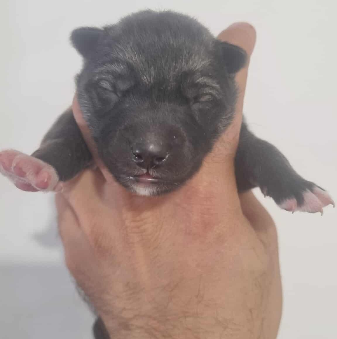 Alcateia Das Neves - Chiots disponibles - Siberian Husky