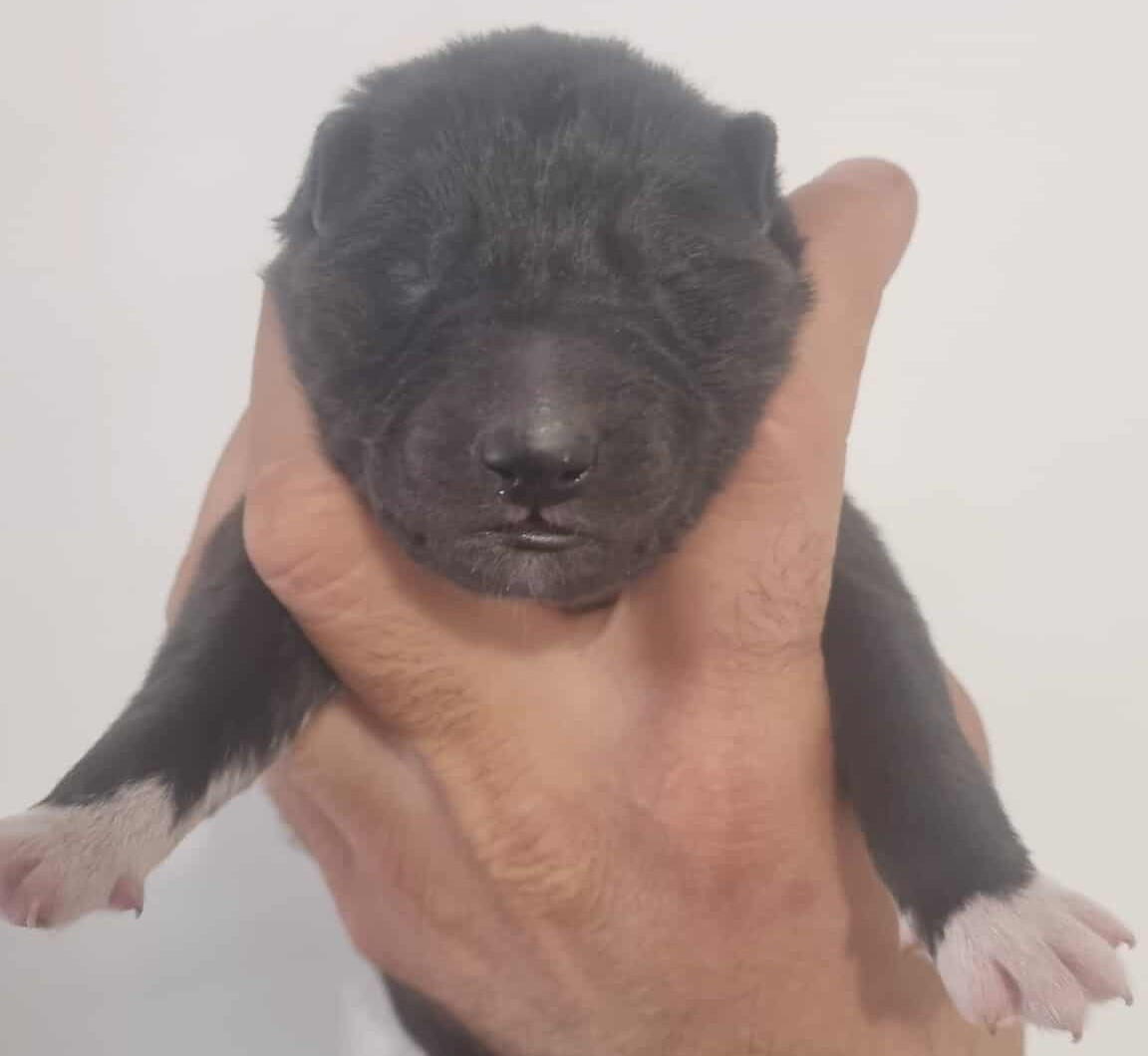 Alcateia Das Neves - Chiots disponibles - Siberian Husky