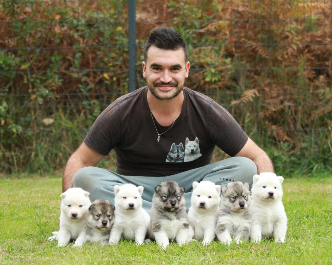 Alcateia Das Neves - Siberian Husky - Portée née le 27/09/2025