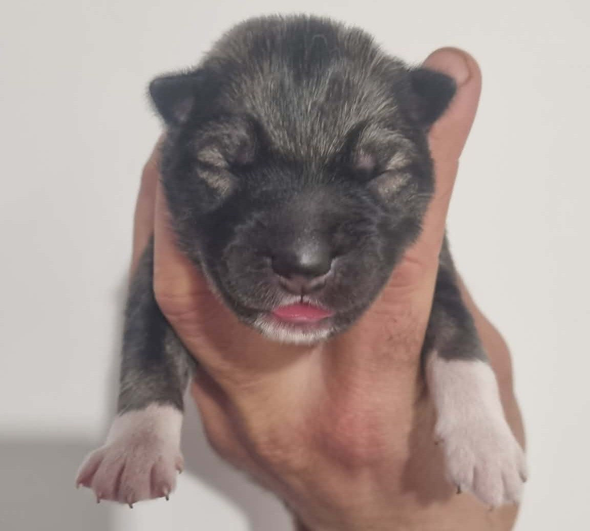 Alcateia Das Neves - Chiots disponibles - Siberian Husky