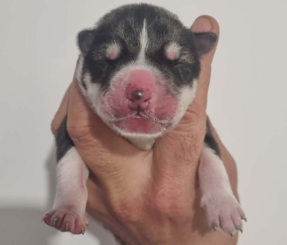 Alcateia Das Neves - Chiots disponibles - Siberian Husky