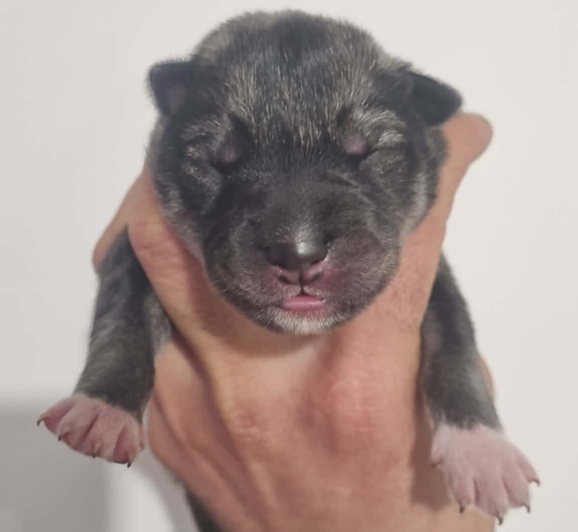 Alcateia Das Neves - Chiots disponibles - Siberian Husky