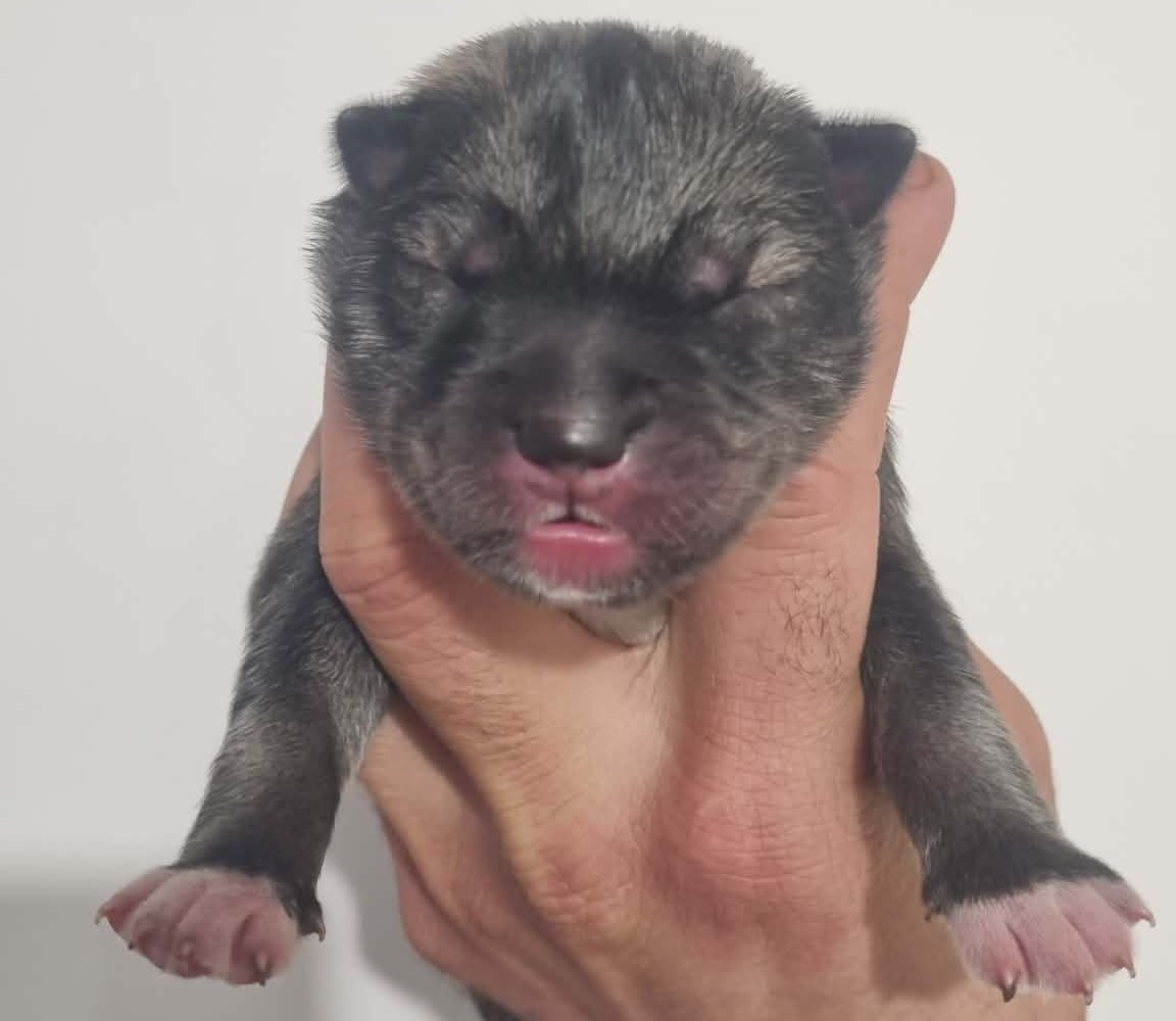 Alcateia Das Neves - Chiots disponibles - Siberian Husky