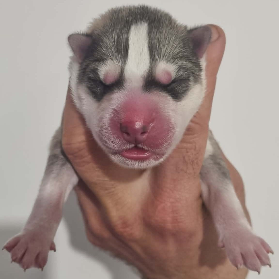 Alcateia Das Neves - Chiots disponibles - Siberian Husky