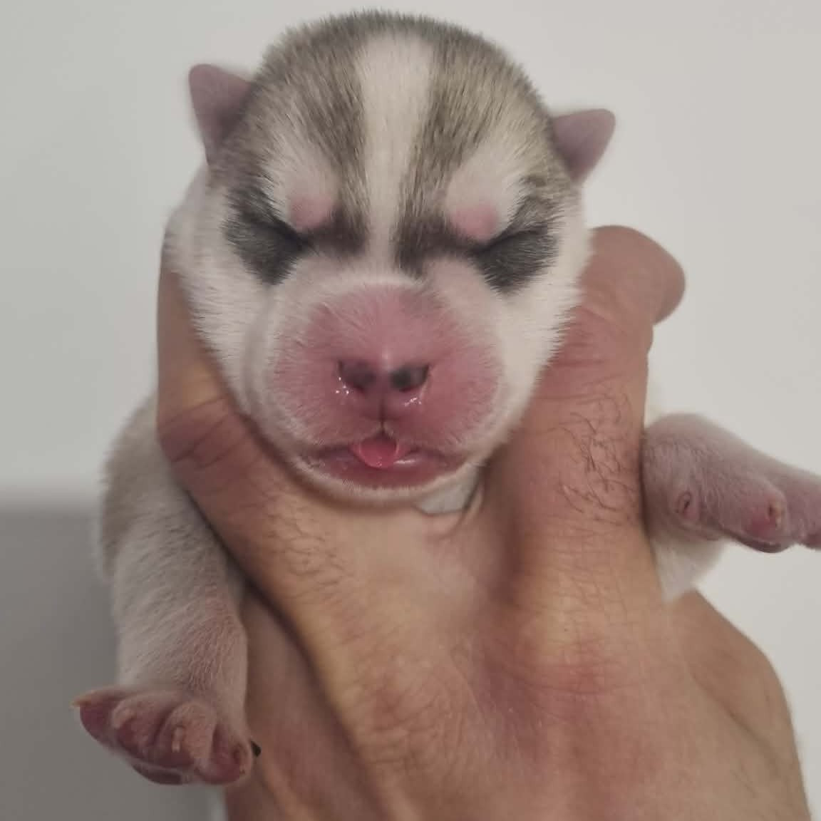 Alcateia Das Neves - Chiots disponibles - Siberian Husky