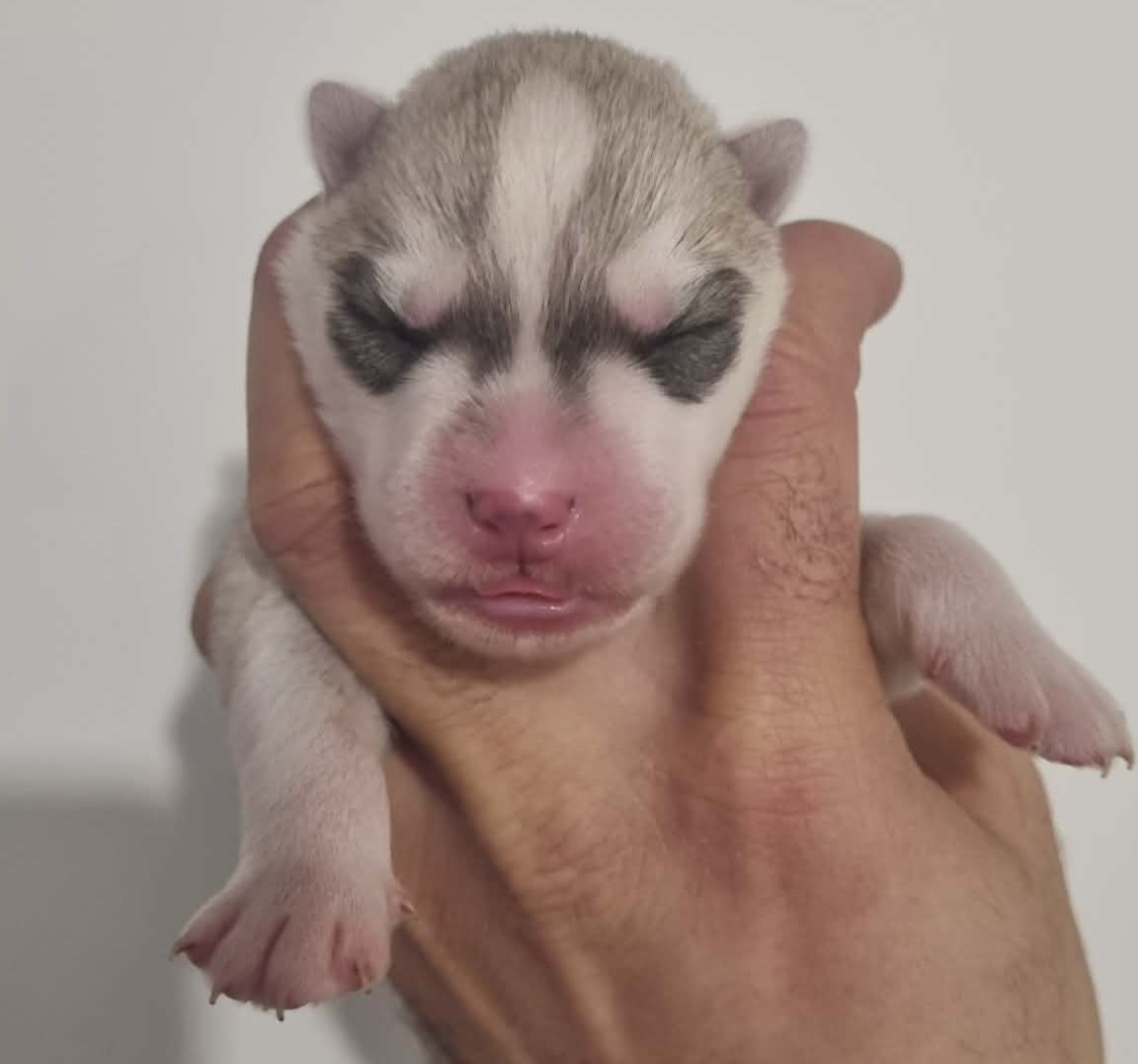 Alcateia Das Neves - Chiots disponibles - Siberian Husky