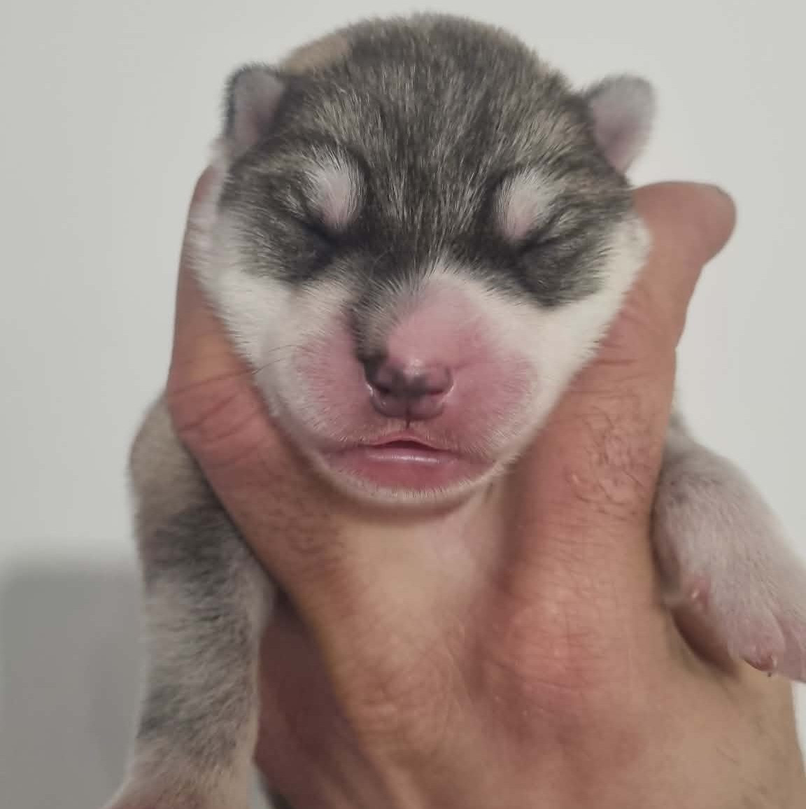 Alcateia Das Neves - Chiots disponibles - Siberian Husky