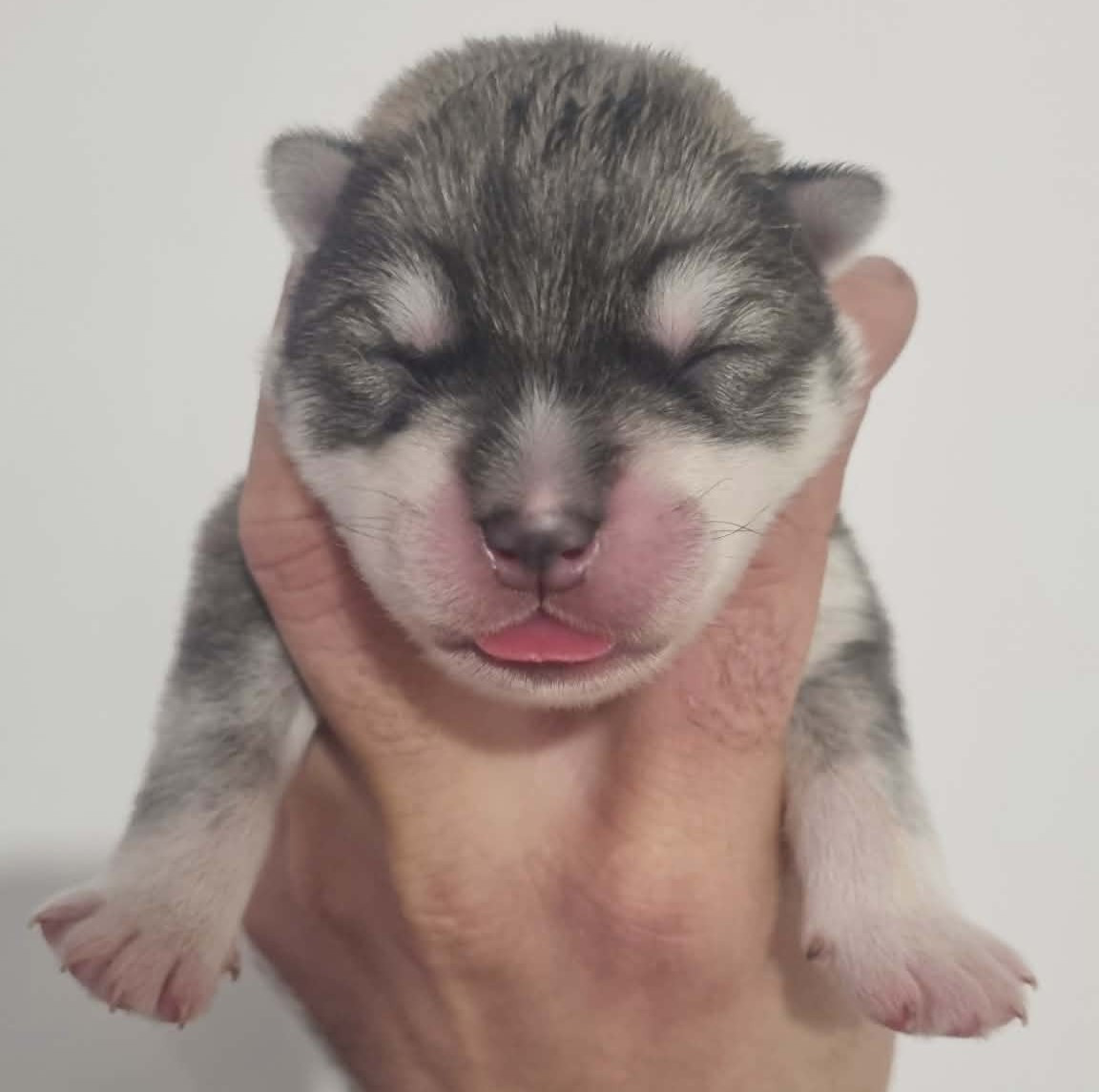 Alcateia Das Neves - Chiots disponibles - Siberian Husky