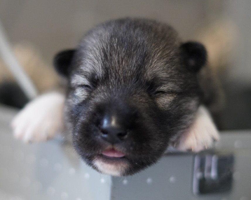 Alcateia Das Neves - Chiots disponibles - Siberian Husky