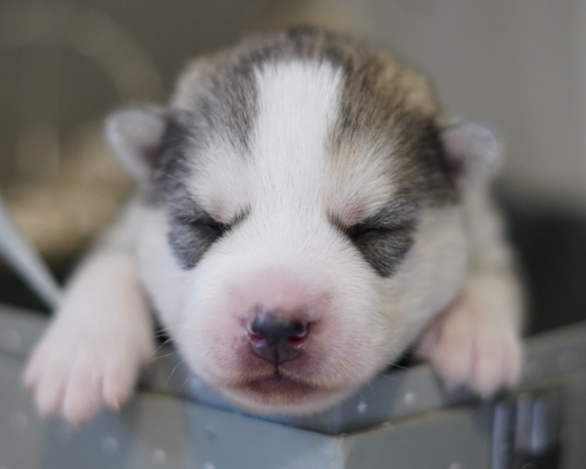 Alcateia Das Neves - Chiots disponibles - Siberian Husky