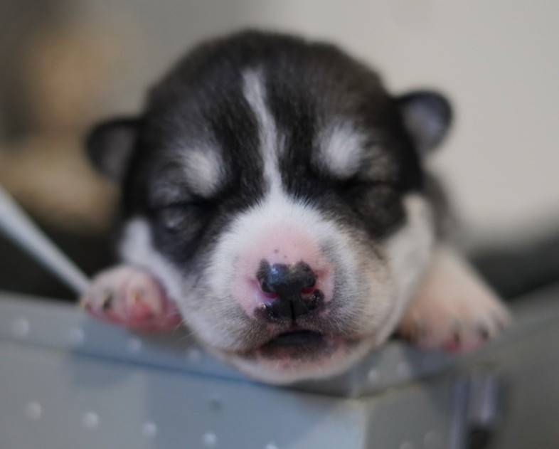 Alcateia Das Neves - Chiots disponibles - Siberian Husky