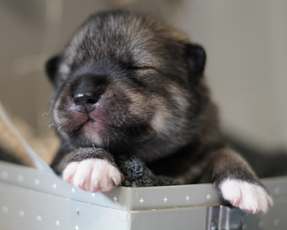 Alcateia Das Neves - Chiots disponibles - Siberian Husky