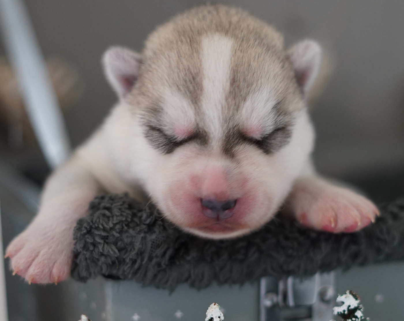 Alcateia Das Neves - Chiots disponibles - Siberian Husky