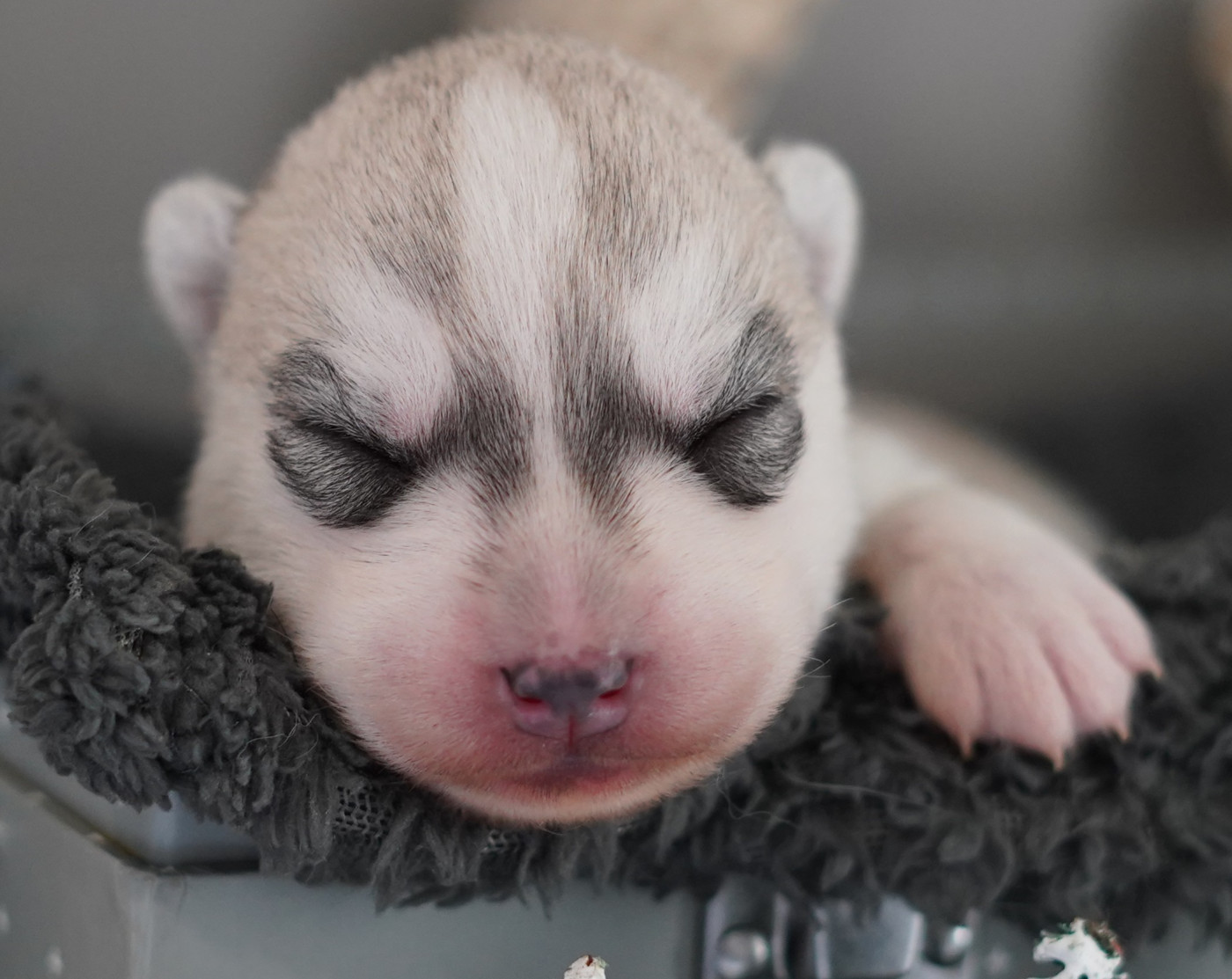 Alcateia Das Neves - Chiots disponibles - Siberian Husky