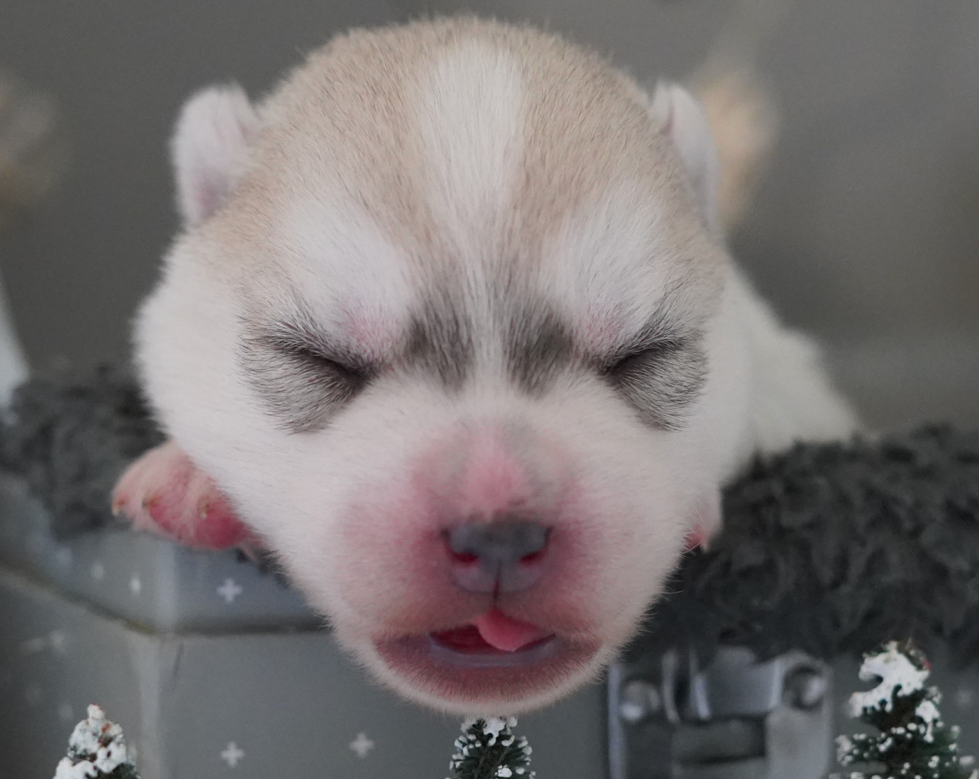 Alcateia Das Neves - Chiots disponibles - Siberian Husky