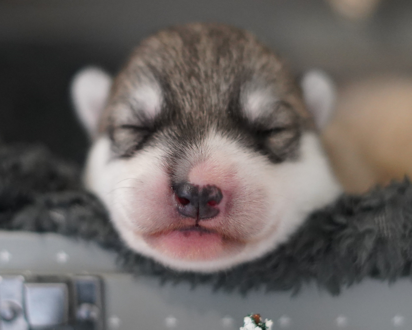 Alcateia Das Neves - Chiots disponibles - Siberian Husky