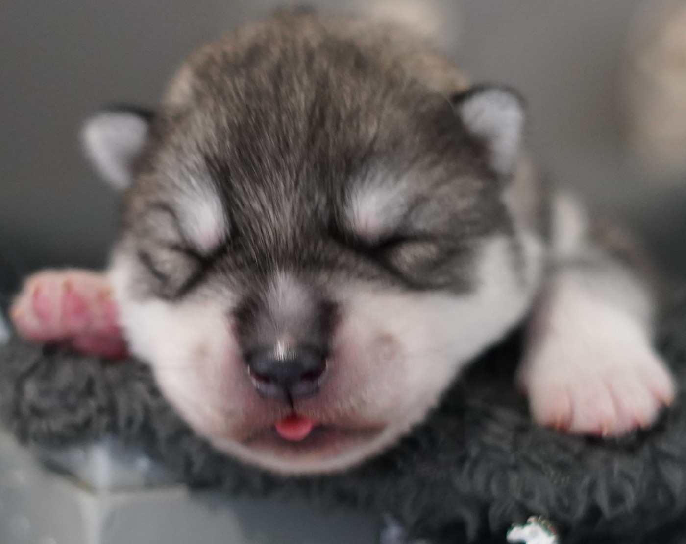 Alcateia Das Neves - Chiots disponibles - Siberian Husky