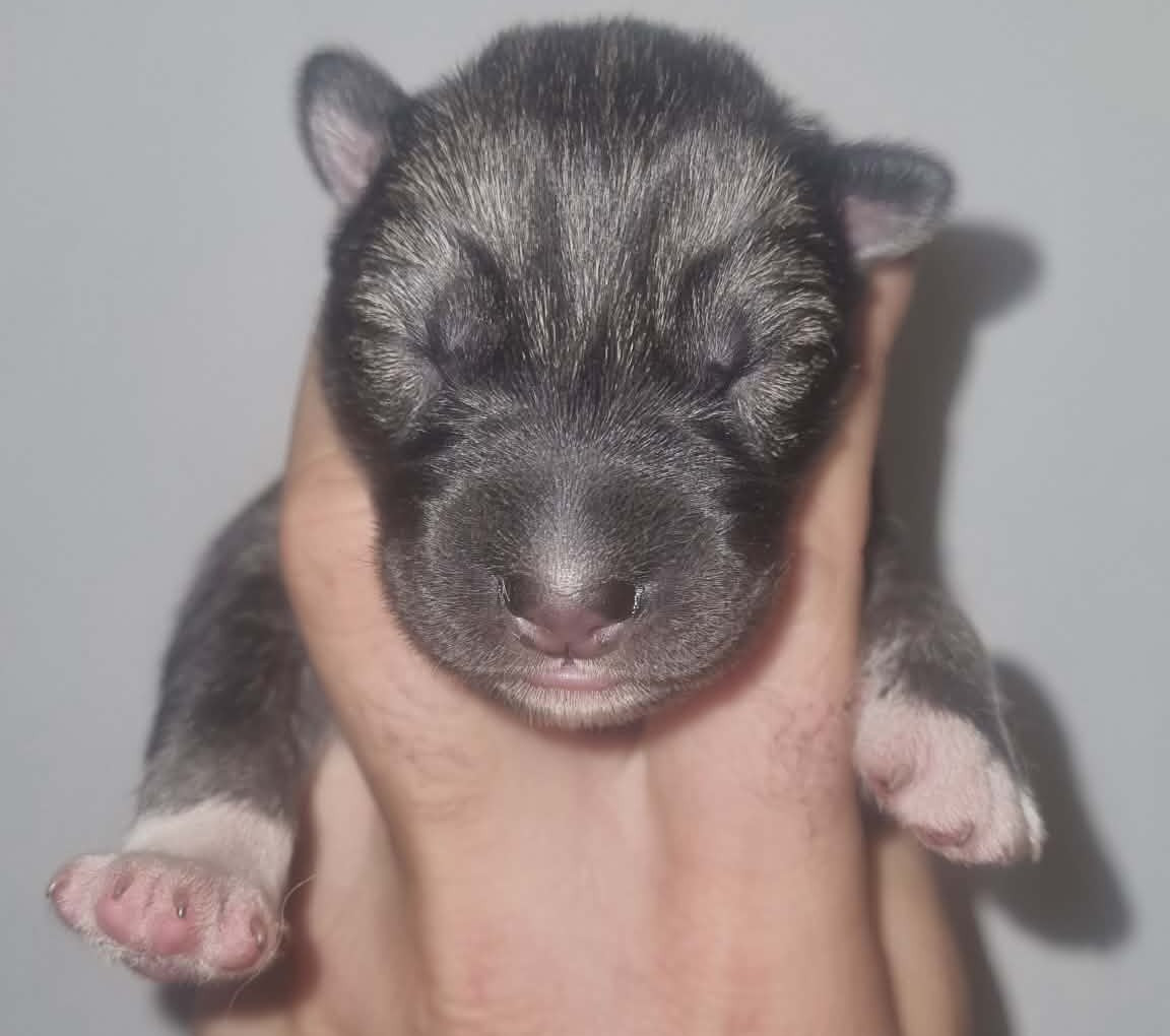 Alcateia Das Neves - Chiots disponibles - Siberian Husky